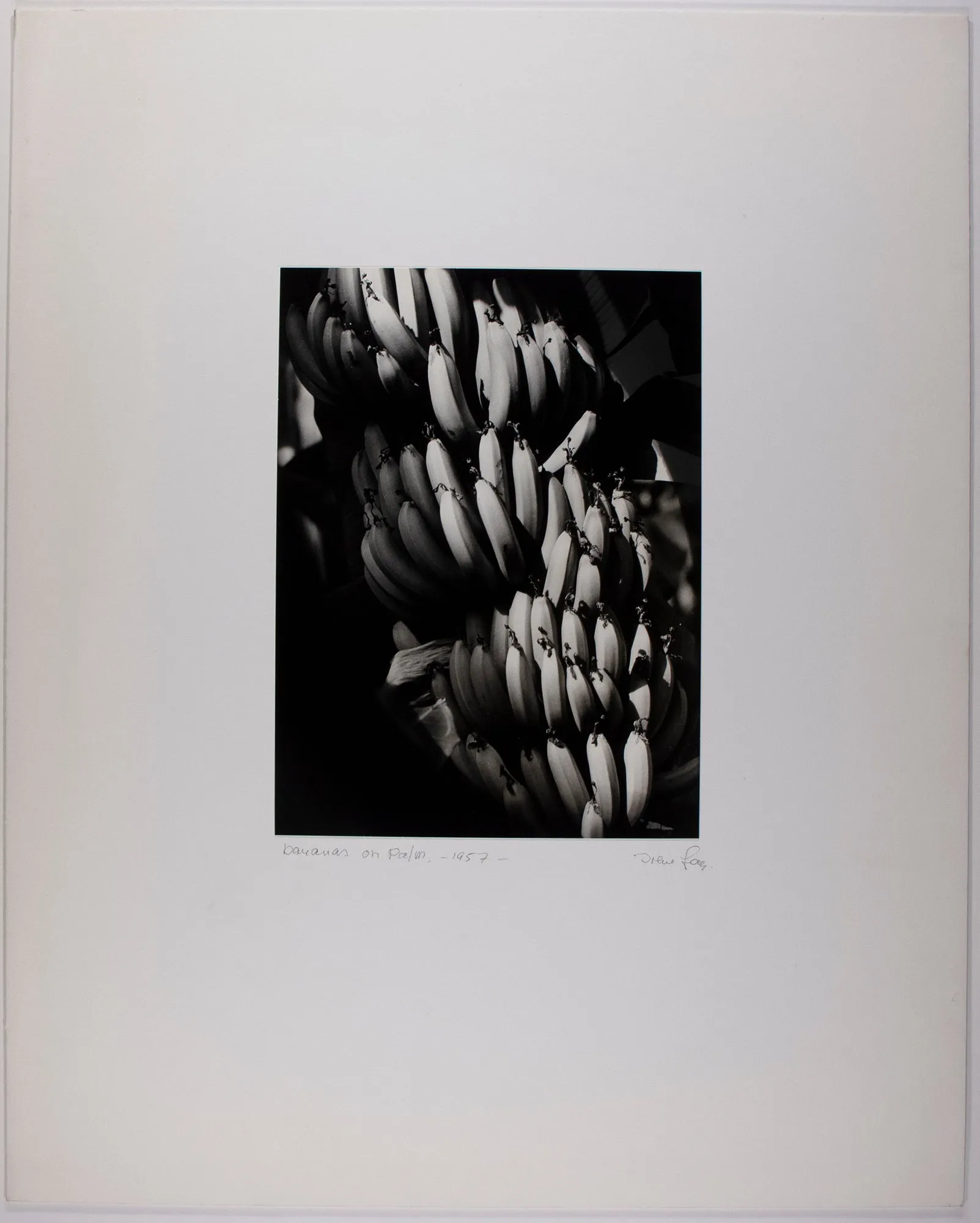 Bananas on Palm