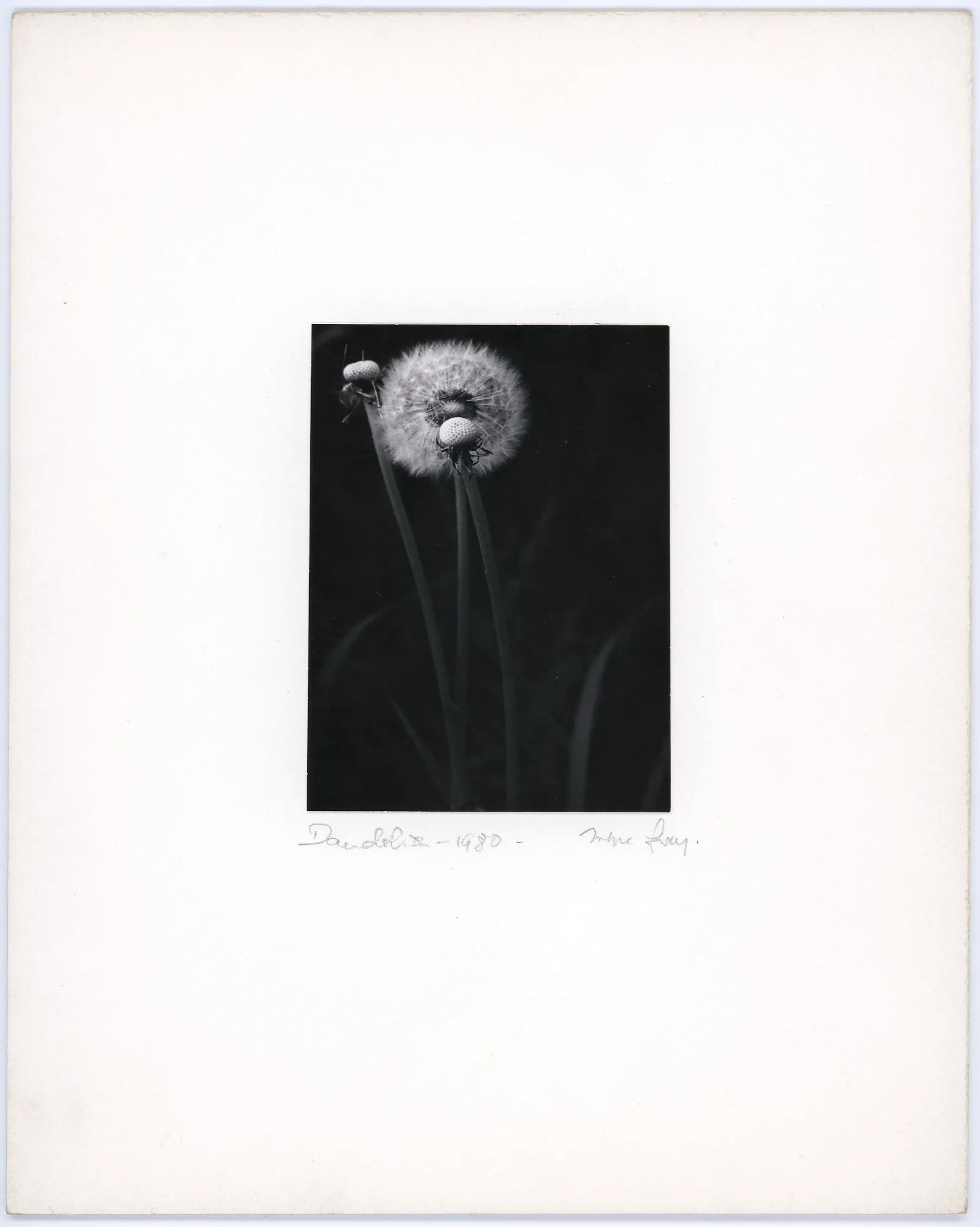 Dandelion