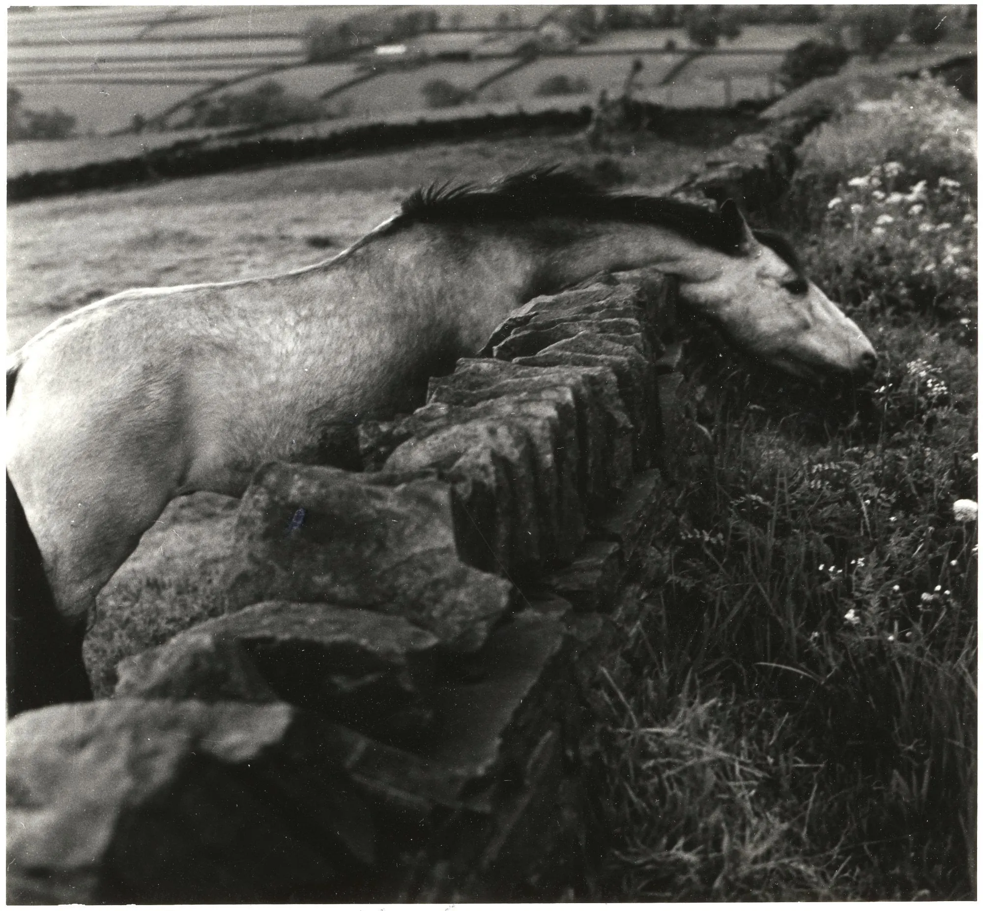 Horse With Stretched Neck