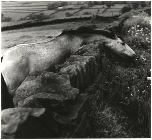 Horse With Stretched Neck