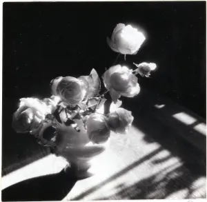 September Roses