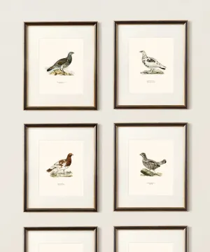 Set of Six Game Bird Prints