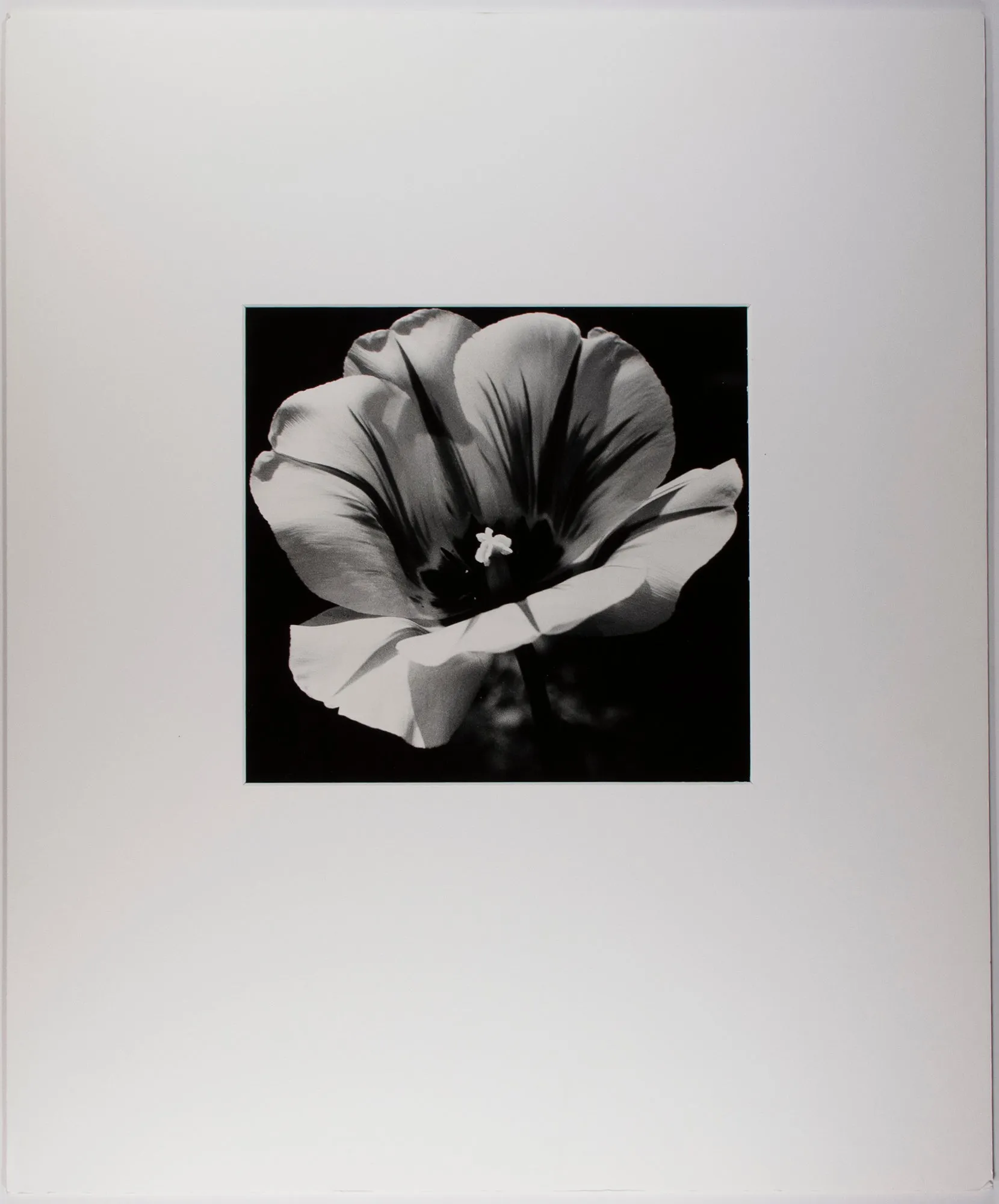 Tulip In Baltimore